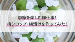 季節を楽しむ梅仕事！梅シロップ・梅漬けを作ってみた！